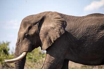 Obraz premium Elephant in the wild