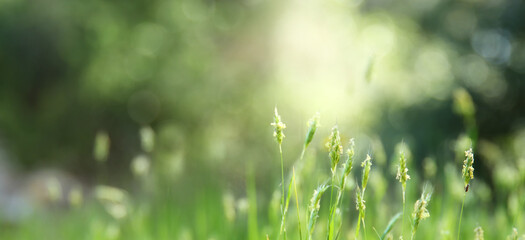Fototapeta na wymiar Fresh bloom in the meadow, the beauty of nature in spring