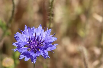 Closeup of a Cornflower blue against the blurred brown background