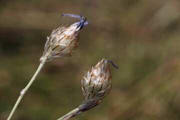 Macro shot of buds of cupid's-dart