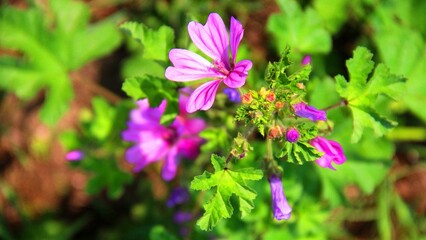 Selective focus shot of a malva plant with pink flowers and buds