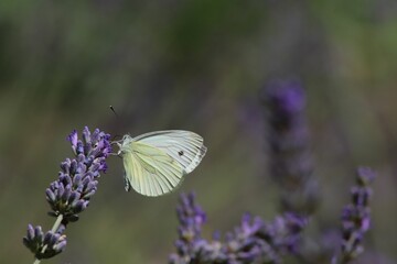 Closeup of a turnip whitefish perched on a purple flower