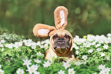 Funny Easter French Bulldog dog with rabbit costume ears between spring flowers