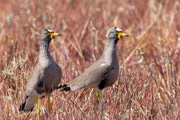 African lapwing
