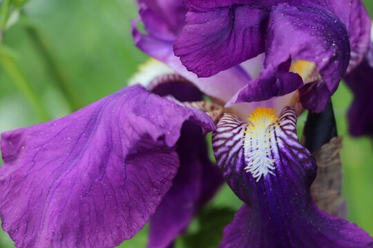 Macro shot of a blooming iris
