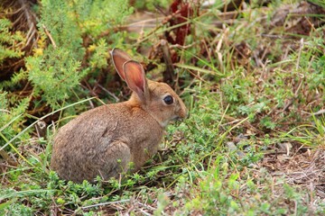 Naklejka na ściany i meble Closeup of a Wild rabbit in the green field