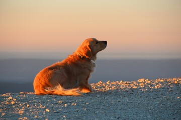 Closeup of an adorable golden retriever against the blurred sunset sky