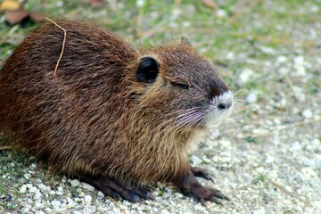 Closeup of a brown Nutria lying on the ground