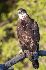 African Hawk Eagle in Kruger National Park (Grootjagarend)
