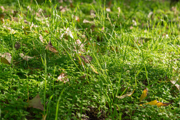 Young grass in the sun. The concept of the arrival of spring