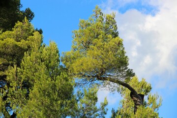 some trees and blue sky in the forest under the clouds