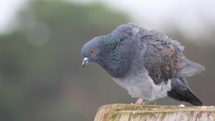 a pigeon standing on a tree stump with its mouth open