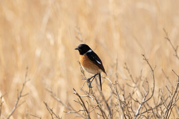 African Stonechat, Rietvlei nature reserve