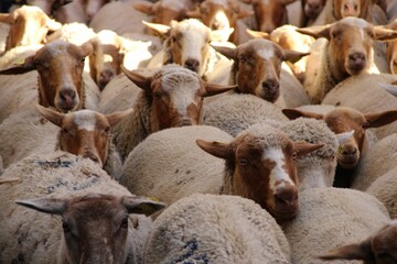 a herd of sheep all looking in different directions while standing