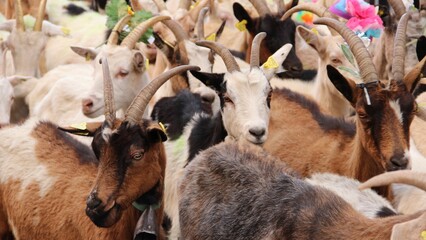 a group of goats stand next to each other in the grass