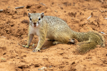 A Cape ground squirrel in the Kgalagadi Transfrontier Park