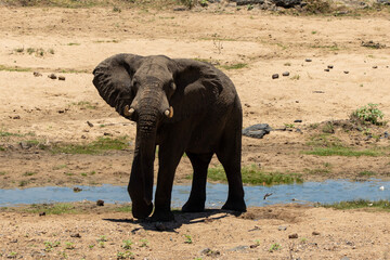 Obraz premium Elephant in the wild