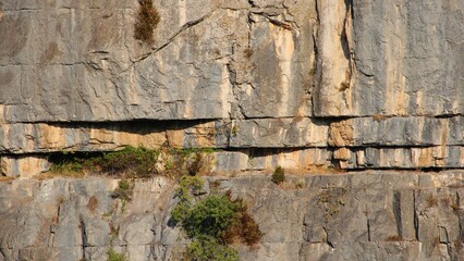Fototapeta premium Close-up shot of plants growing on the cliff in sunlight
