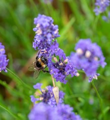 Closeup of a bumble bee perched on purple lavender