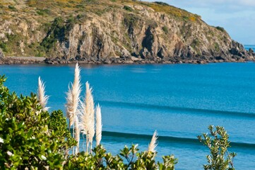 Natural view of toitoi grasses at Titahi Bay in Wellington, New Zealand