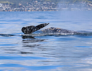 Gray Whale