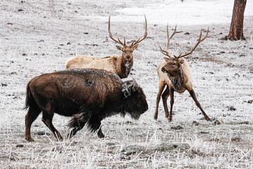 Bison - Elk - Winter