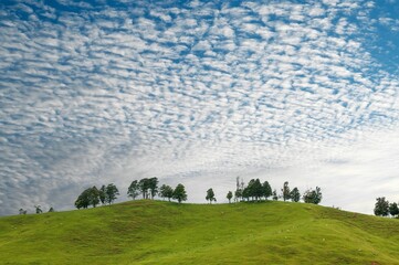 Beautiful view of trees on a hill and grazing sheep under the blue sky