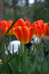 red and yellow tulips