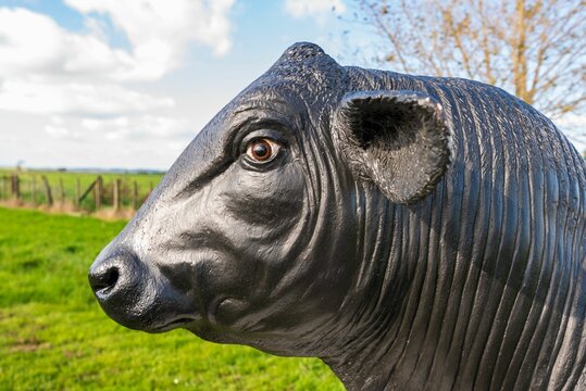 Closeup of the fibreglass statue of a bull with the green field in the background in Bulls town NZ
