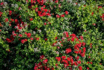 Beautiful shot of Hedge red roses among green leaves best for background