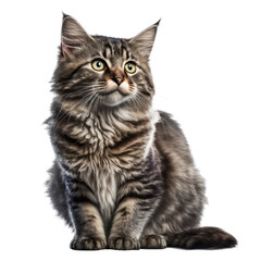 Obraz premium Cat isolated on white, transparent background, PNG, generative ai 