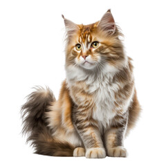 Fototapeta premium Cat isolated on white, transparent background, PNG, generative ai 