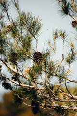 pine tree branches