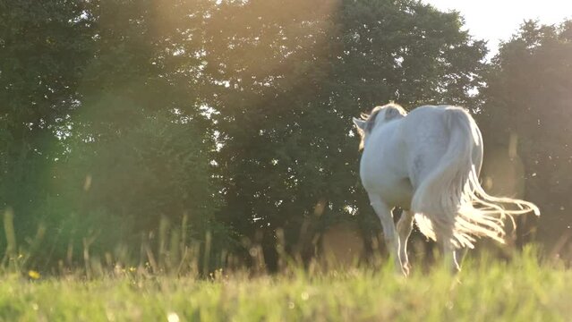 A beautiful white horse walks on a green meadow, against the background of a green forest.