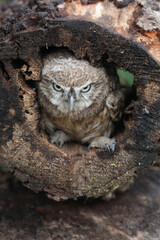 A portrait of a juvenile Little Owl in a hollow tree trunk
