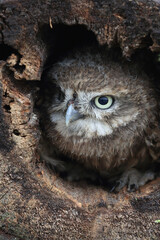 A portrait of a juvenile Little Owl in a hollow tree trunk
