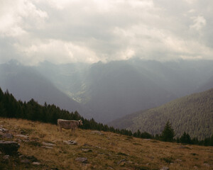Kuh in Berglandschaft