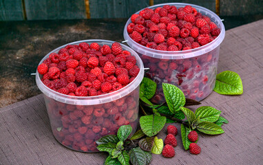 Fresh red raspberries in plastic buckets. Excellent harvest.