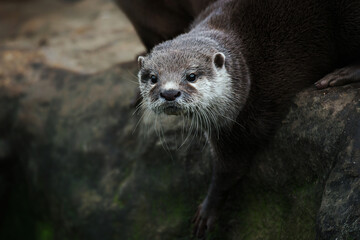 Otter (Lutra Lutra) and her cuteness and her funny face