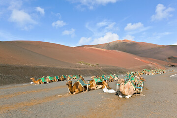 Camels in Timanfaya National Park waiting for tourists