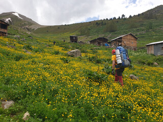 Fototapeta na wymiar Backpacker nature walkers walking through yellow flowers in Kaçkar Mountains