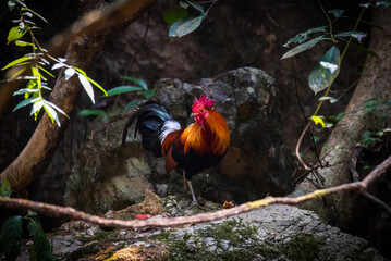 pair of Red jungle fowl found during safari in the forest, very rare picture of jungle fowl pair in one frame