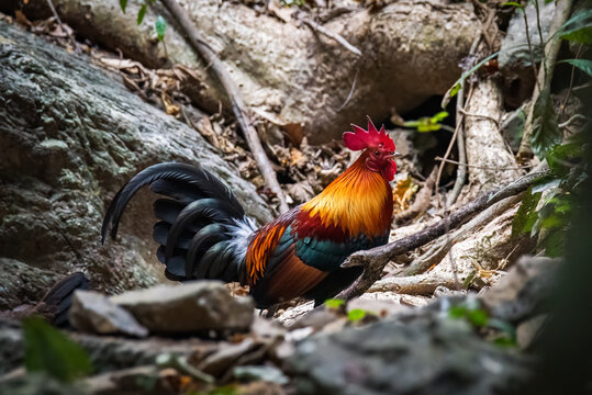pair of Red jungle fowl found during safari in the forest, very rare picture of jungle fowl pair in one frame