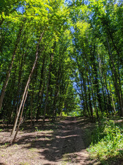 A trail in a summer mixed forest in Ukraine