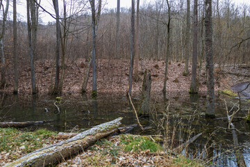 Floodplain forest. Trees growing in water. Wild nature.