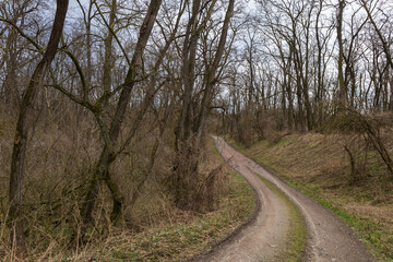 Floodplain forest. Trees growing in water. Wild nature.