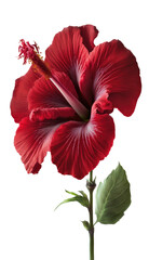 a red hibiscus flower photo style, summer, decorative floral illustration, transparent background, png, horizontal, vertical, floral, tropical, generative ai