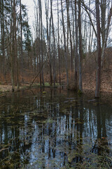 Floodplain forest. Trees growing in water. Wild nature.