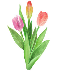 Fototapeta premium Bouquet of tulips, an isolated floral element, hand made watercolor painting of flowers