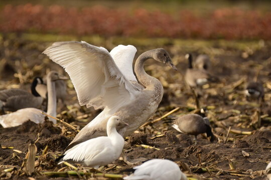 Trumpeter Swan in field
